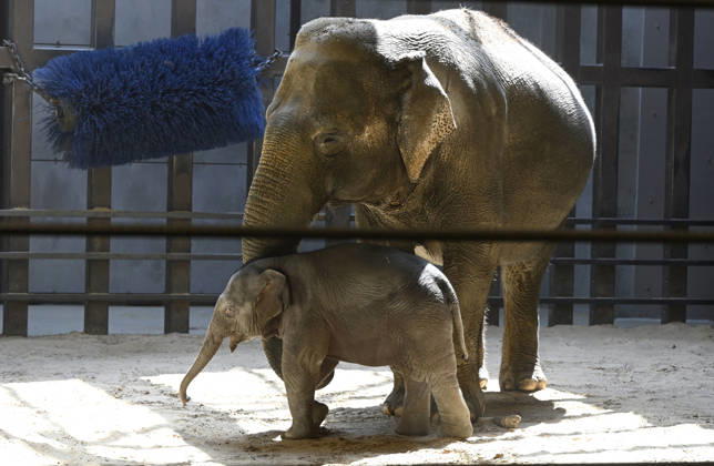 Baby Asian Elephant Makes Her Debut At The National Zoo In Washington DC Linh Mai, a 2-month-old Asian elephant, wanders her enclosure with a female elephant Swarna at the Smithsonian National Zoological Park on April 22, 2026 in Washington, DC. The new elephant was born February 2nd and is the first Asian elephant born at the zoo in 25 years. Photo by Olivier Douliery ABACAPRESS.COM Washington DC United States  Copyright: xDoulieryxOlivier ABACAx