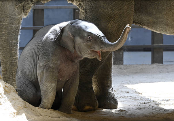 Baby Asian Elephant Makes Her Debut At The National Zoo In Washington DC Linh Mai, a 2-month-old Asian elephant, wanders her enclosure with a female elephant Swarna at the Smithsonian National Zoological Park on April 22, 2026 in Washington, DC. The new elephant was born February 2nd and is the first Asian elephant born at the zoo in 25 years. Photo by Olivier Douliery ABACAPRESS.COM Washington DC United States  Copyright: xDoulieryxOlivier ABACAx