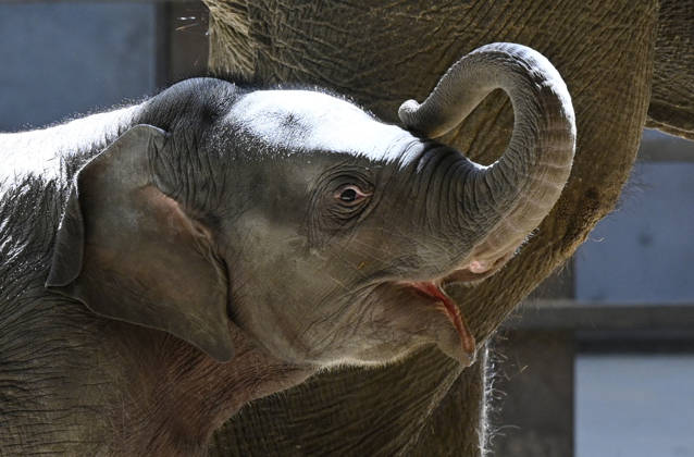 Baby Asian Elephant Makes Her Debut At The National Zoo In Washington DC Linh Mai, a 2-month-old Asian elephant, wanders her enclosure with a female elephant Swarna at the Smithsonian National Zoological Park on April 22, 2026 in Washington, DC. The new elephant was born February 2nd and is the first Asian elephant born at the zoo in 25 years. Photo by Olivier Douliery ABACAPRESS.COM Washington DC United States  Copyright: xDoulieryxOlivier ABACAx