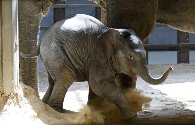 Baby Asian Elephant Makes Her Debut At The National Zoo In Washington DC Linh Mai, a 2-month-old Asian elephant, wanders her enclosure with a female elephant Swarna at the Smithsonian National Zoological Park on April 22, 2026 in Washington, DC. The new elephant was born February 2nd and is the first Asian elephant born at the zoo in 25 years. Photo by Olivier Douliery ABACAPRESS.COM Washington DC United States  Copyright: xDoulieryxOlivier ABACAx