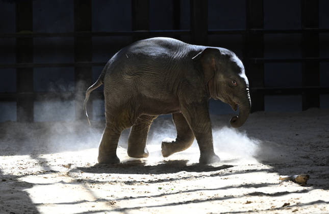 Baby Asian Elephant Makes Her Debut At The National Zoo In Washington DC Linh Mai, a 2-month-old Asian elephant, wanders her enclosure with a female elephant Swarna at the Smithsonian National Zoological Park on April 22, 2026 in Washington, DC. The new elephant was born February 2nd and is the first Asian elephant born at the zoo in 25 years. Photo by Olivier Douliery ABACAPRESS.COM Washington DC United States  Copyright: xDoulieryxOlivier ABACAx