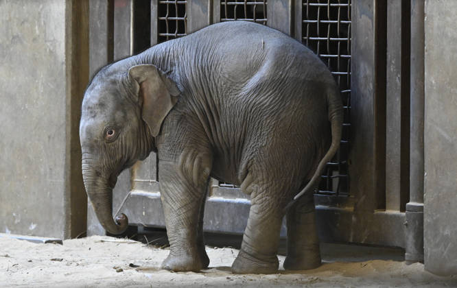 Baby Asian Elephant Makes Her Debut At The National Zoo In Washington DC Linh Mai, a 2-month-old Asian elephant, wanders her enclosure with a female elephant Swarna at the Smithsonian National Zoological Park on April 22, 2026 in Washington, DC. The new elephant was born February 2nd and is the first Asian elephant born at the zoo in 25 years. Photo by Olivier Douliery ABACAPRESS.COM Washington DC United States  Copyright: xDoulieryxOlivier ABACAx