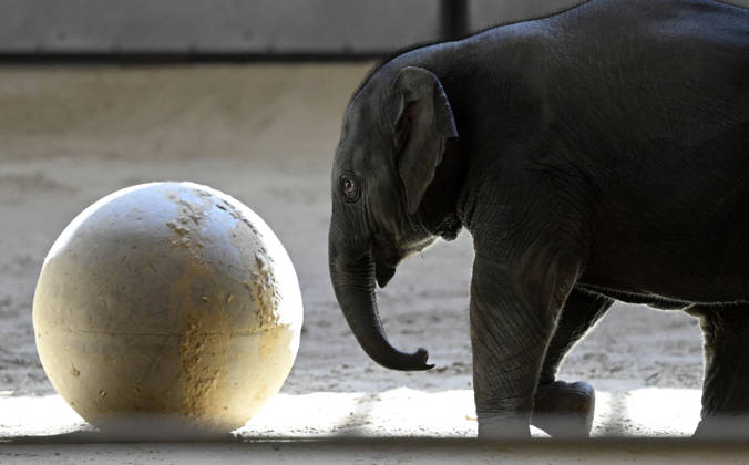 Baby Asian Elephant Makes Her Debut At The National Zoo In Washington DC Linh Mai, a 2-month-old Asian elephant, wanders her enclosure with a female elephant Swarna at the Smithsonian National Zoological Park on April 22, 2026 in Washington, DC. The new elephant was born February 2nd and is the first Asian elephant born at the zoo in 25 years. Photo by Olivier Douliery ABACAPRESS.COM Washington DC United States  Copyright: xDoulieryxOlivier ABACAx