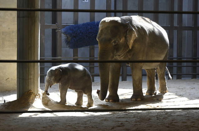 Baby Asian Elephant Makes Her Debut At The National Zoo In Washington DC Linh Mai, a 2-month-old Asian elephant, wanders her enclosure with a female elephant Swarna at the Smithsonian National Zoological Park on April 22, 2026 in Washington, DC. The new elephant was born February 2nd and is the first Asian elephant born at the zoo in 25 years. Photo by Olivier Douliery ABACAPRESS.COM Washington DC United States  Copyright: xDoulieryxOlivier ABACAx
