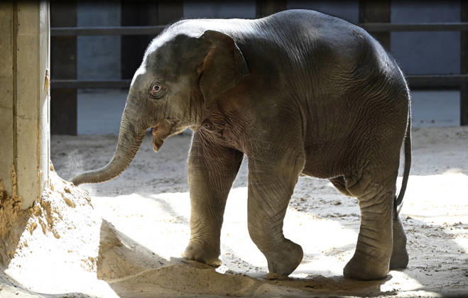 Baby Asian Elephant Makes Her Debut At The National Zoo In Washington DC Linh Mai, a 2-month-old Asian elephant, wanders her enclosure with a female elephant Swarna at the Smithsonian National Zoological Park on April 22, 2026 in Washington, DC. The new elephant was born February 2nd and is the first Asian elephant born at the zoo in 25 years. Photo by Olivier Douliery ABACAPRESS.COM Washington DC United States  Copyright: xDoulieryxOlivier ABACAx