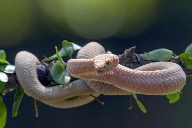 Albino Mangrove Pit Viper curling up among the dense leaves Jakarta, Jakarta, Indonesia CR_DIOE260415-1999500-01
