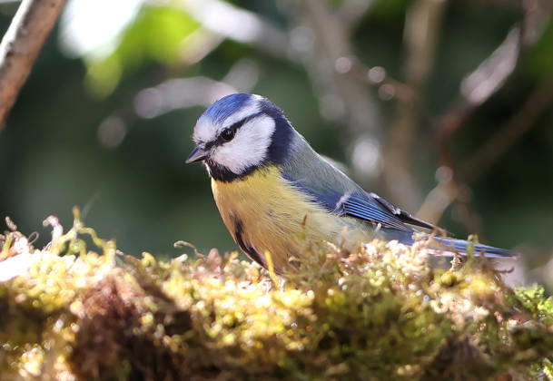 14.04.2026, Tierwelt im Garten, Muenchen , im Bild: Blaumeise