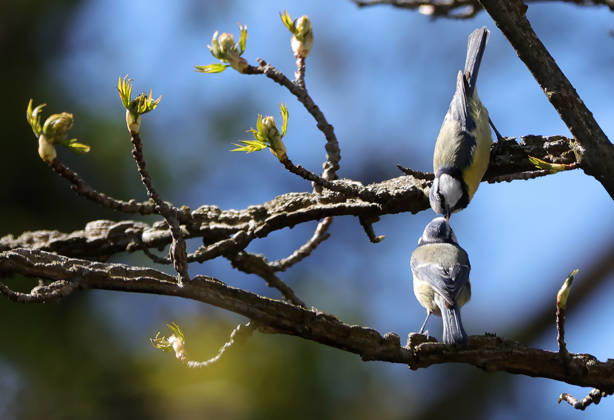 14.04.2026, Tierwelt im Garten, Muenchen , im Bild: Blaumeisen Fuettern sich
