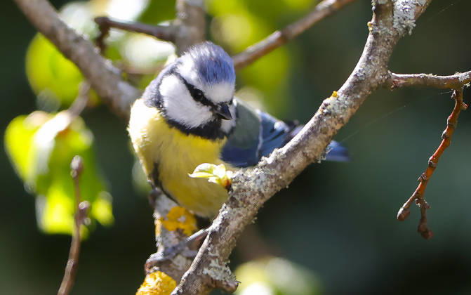14.04.2026, Tierwelt im Garten, Muenchen , im Bild: Blaumeise