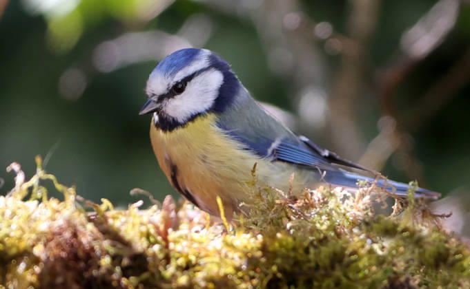 14.04.2026, Tierwelt im Garten, Muenchen , im Bild: Blaumeise
