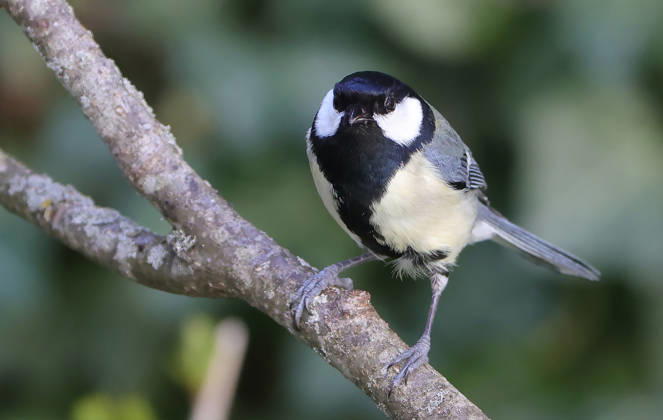 14.04.2026, Tierwelt im Garten, Muenchen , im Bild: Kohlmeise