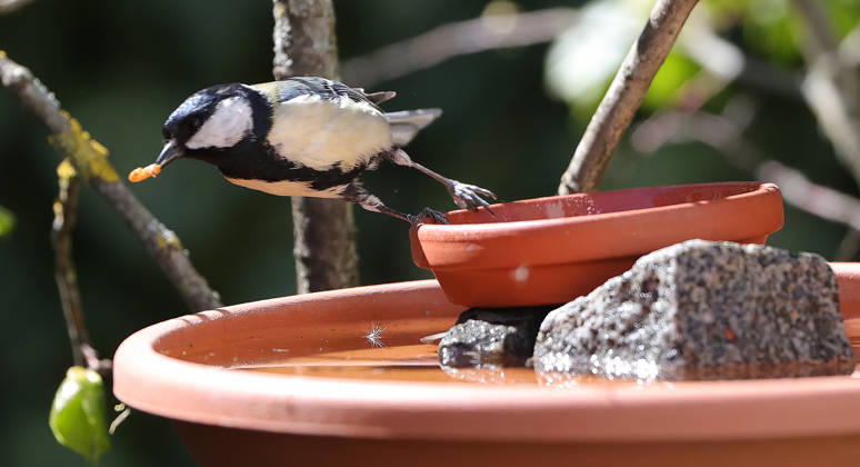 14.04.2026, Tierwelt im Garten, Muenchen , im Bild: Kohlmeise an der Futterstelle
