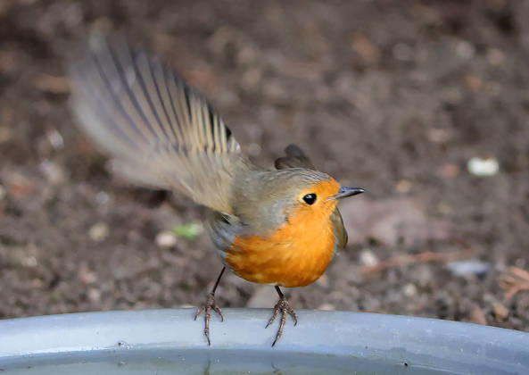 14.04.2026, Tierwelt im Garten, Muenchen , im Bild: Rotkehlchen