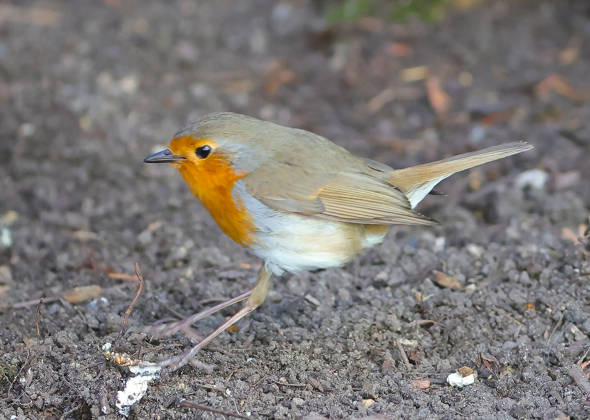 14.04.2026, Tierwelt im Garten, Muenchen , im Bild: Rotkehlchen
