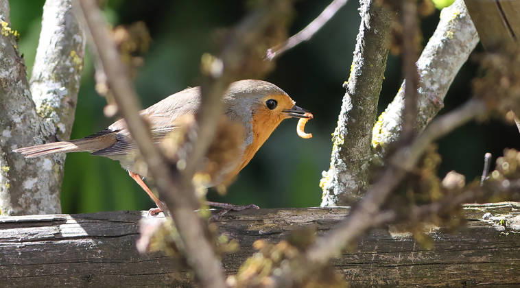 14.04.2026, Tierwelt im Garten, Muenchen , im Bild: Rotkehlchen