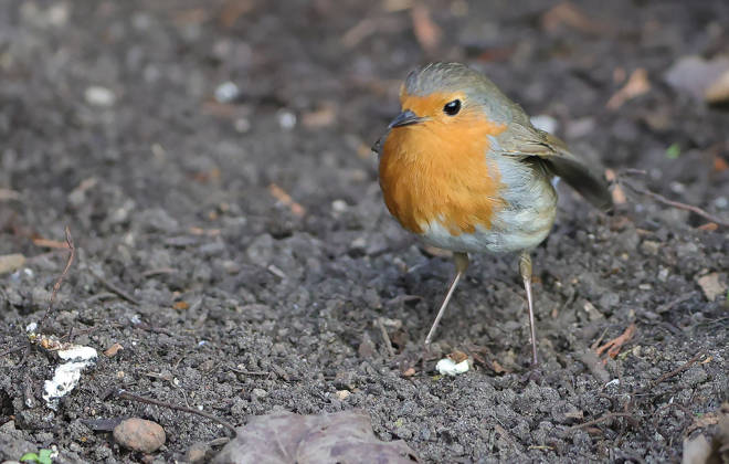 14.04.2026, Tierwelt im Garten, Muenchen , im Bild: Rotkehlchen