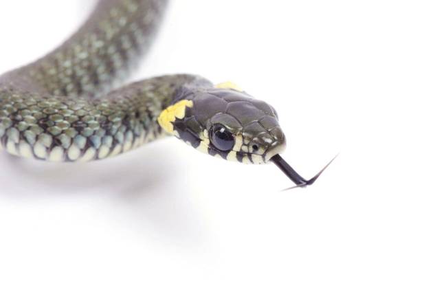 snake isolated on white background Copyright: xPakhnyushchyyx Panthermedia69734142.jpg
