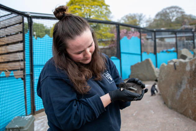VIDEO: Adorable penguin chicks no bigger than a KIWI fruit hatch at zoo Story from Jam Press (Kiwi Penguins Born) Pictured: One of the baby Northern rockhopper penguin chicks. VIDEO: Adorable penguin chicks no bigger than a KIWI fruit hatch at zoo Two adorable penguin chicks weighing no more than a kiwi have been born at Edinburgh zoo. The tiny newcomers tipped the scales at just 63g and 95g, instantly melting the hearts of keepers with their contrasting personalities. Born to parents Bruce and Pinhead, and Wesley and Penny, the Northern rockhopper chicks hatched in time for World Penguin Day (25 April). The fluffy pair are being closely monitored during their first few weeks, with daily weigh-ins to ensure they stay healthy, creatorz  Copyright: xJamxPress RZSS