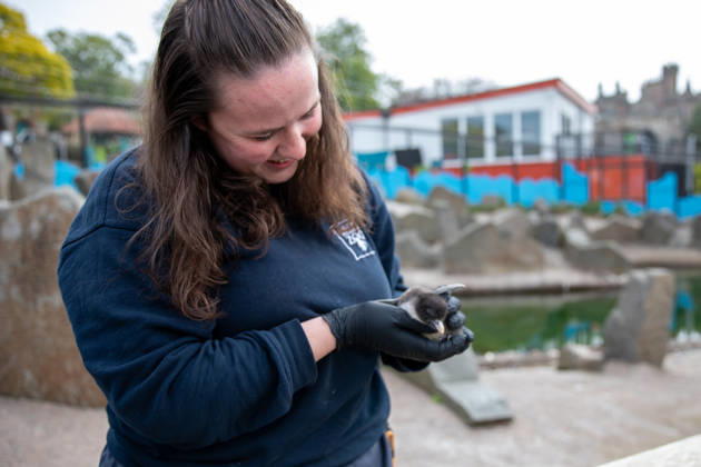 VIDEO: Adorable penguin chicks no bigger than a KIWI fruit hatch at zoo Story from Jam Press (Kiwi Penguins Born) Pictured: One of the baby Northern rockhopper penguin chicks. VIDEO: Adorable penguin chicks no bigger than a KIWI fruit hatch at zoo Two adorable penguin chicks weighing no more than a kiwi have been born at Edinburgh zoo. The tiny newcomers tipped the scales at just 63g and 95g, instantly melting the hearts of keepers with their contrasting personalities. Born to parents Bruce and Pinhead, and Wesley and Penny, the Northern rockhopper chicks hatched in time for World Penguin Day (25 April). The fluffy pair are being closely monitored during their first few weeks, with daily weigh-ins to ensure they stay healthy, creatorz  Copyright: xJamxPress RZSS