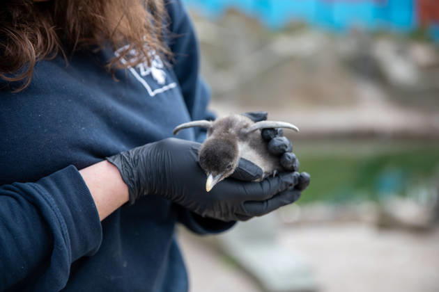 VIDEO: Adorable penguin chicks no bigger than a KIWI fruit hatch at zoo Story from Jam Press (Kiwi Penguins Born) Pictured: One of the baby Northern rockhopper penguin chicks. VIDEO: Adorable penguin chicks no bigger than a KIWI fruit hatch at zoo Two adorable penguin chicks weighing no more than a kiwi have been born at Edinburgh zoo. The tiny newcomers tipped the scales at just 63g and 95g, instantly melting the hearts of keepers with their contrasting personalities. Born to parents Bruce and Pinhead, and Wesley and Penny, the Northern rockhopper chicks hatched in time for World Penguin Day (25 April). The fluffy pair are being closely monitored during their first few weeks, with daily weigh-ins to ensure they stay healthy, creatorz  Copyright: xJamxPress RZSS
