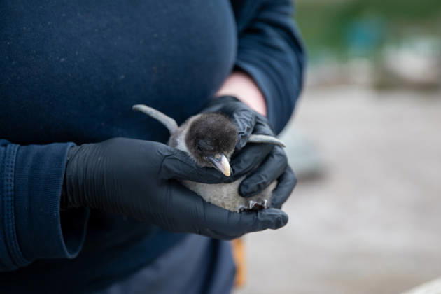 VIDEO: Adorable penguin chicks no bigger than a KIWI fruit hatch at zoo Story from Jam Press (Kiwi Penguins Born) Pictured: One of the baby Northern rockhopper penguin chicks. VIDEO: Adorable penguin chicks no bigger than a KIWI fruit hatch at zoo Two adorable penguin chicks weighing no more than a kiwi have been born at Edinburgh zoo. The tiny newcomers tipped the scales at just 63g and 95g, instantly melting the hearts of keepers with their contrasting personalities. Born to parents Bruce and Pinhead, and Wesley and Penny, the Northern rockhopper chicks hatched in time for World Penguin Day (25 April). The fluffy pair are being closely monitored during their first few weeks, with daily weigh-ins to ensure they stay healthy, creatorz  Copyright: xJamxPress RZSS
