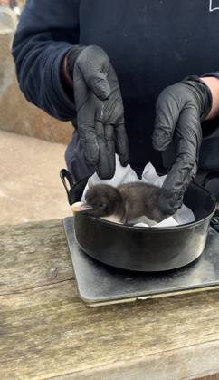 VIDEO: Adorable penguin chicks no bigger than a KIWI fruit hatch at zoo Story from Jam Press (Kiwi Penguins Born) Pictured: A video grab of one of the baby Northern rockhopper penguin chicks being weighed. VIDEO: Adorable penguin chicks no bigger than a KIWI fruit hatch at zoo Two adorable penguin chicks weighing no more than a kiwi have been born at Edinburgh zoo. The tiny newcomers tipped the scales at just 63g and 95g, instantly melting the hearts of keepers with their contrasting personalities. Born to parents Bruce and Pinhead, and Wesley and Penny, the Northern rockhopper chicks hatched in time for World Penguin Day (25 April). The fluffy pair are being closely monitored during their first few weeks, with daily weigh-ins to ensu  Copyright: xJamxPress RZSS
