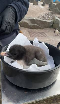 VIDEO: Adorable penguin chicks no bigger than a KIWI fruit hatch at zoo Story from Jam Press (Kiwi Penguins Born) Pictured: A video grab of one of the baby Northern rockhopper penguin chicks being weighed. VIDEO: Adorable penguin chicks no bigger than a KIWI fruit hatch at zoo Two adorable penguin chicks weighing no more than a kiwi have been born at Edinburgh zoo. The tiny newcomers tipped the scales at just 63g and 95g, instantly melting the hearts of keepers with their contrasting personalities. Born to parents Bruce and Pinhead, and Wesley and Penny, the Northern rockhopper chicks hatched in time for World Penguin Day (25 April). The fluffy pair are being closely monitored during their first few weeks, with daily weigh-ins to ensu  Copyright: xJamxPress RZSS