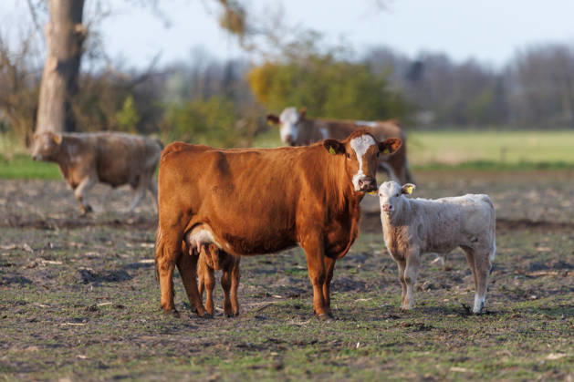 24.04.2026 - Küche und Kälber auf einer Weide Mecklenburg-Vorpommern Deutschland
