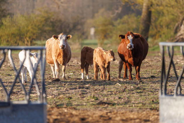 24.04.2026 - Küche und Kälber auf einer Weide Mecklenburg-Vorpommern Deutschland