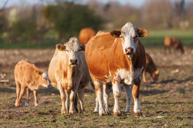 24.04.2026 - Küche und Kälber auf einer Weide Mecklenburg-Vorpommern Deutschland