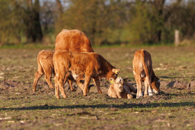 24.04.2026 - Küche und Kälber auf einer Weide Mecklenburg-Vorpommern Deutschland