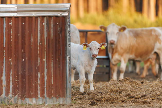 24.04.2026 - Küche und Kälber auf einer Weide Mecklenburg-Vorpommern Deutschland