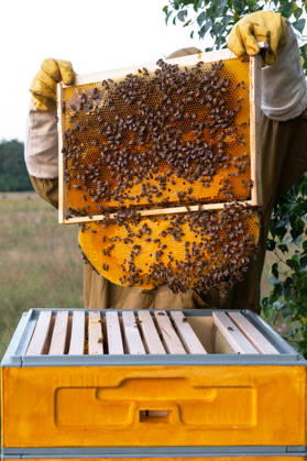 Frischer Honig auf Rahmen, Bienen arbeiten, manuelle Entfernung von Imker, Nahaufnahme, Inspektion von Nektar, Qualitätsfokus, gesunde Kolonie, ländliche Bienenzucht, Bio-Apiary. Fresh honey on frame, bees working, manual removal by beekeeper, close-up, inspection of nectar, quality focus, healthy colony, rural beehive, organic apiary. (License=RF) Copyright: xZoonar.com OlgaxSimonovax 24955423