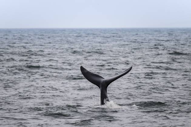 Atlantischer Nordkaper (Eubalaena glacialis), Flosse aus dem Wasser, Hermanus, Südafrika North Atlantic right whale (Eubalaena glacialis), fin from the water, Hermanus, South Africa Copyright: imageBROKER MoritzxWolf ibxmmw17321748.jpg