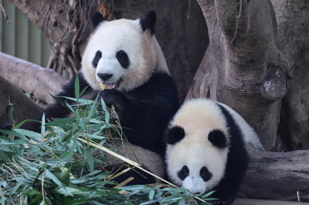 Giant Panda CHONGQING, CHINA - MAY 1, 2026 - Giant pandas Liangyue and Xiaoyueliang eat bamboo in Chongqing Zoo, China on May 1, 2026. Chongqing Chongqing China  Copyright: xCFOTOx i1777647921357