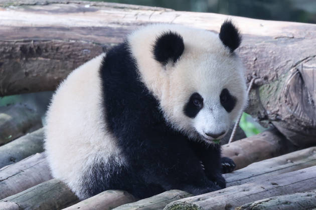 Giant Panda CHONGQING, CHINA - MAY 1, 2026 - Giant panda Xiaoyueliang playing on a wooden frame in Chongqing Zoo, China on May 1, 2026. Chongqing Chongqing China  Copyright: xCFOTOx i1777647921711