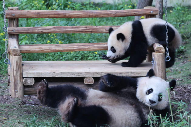 Giant Panda CHONGQING, CHINA - MAY 1, 2026 - Giant pandas Liangyue and Xiaoyueliang swing on the swing in Chongqing Zoo, China on May 1, 2026. Chongqing Chongqing China  Copyright: xCFOTOx i1777647922072