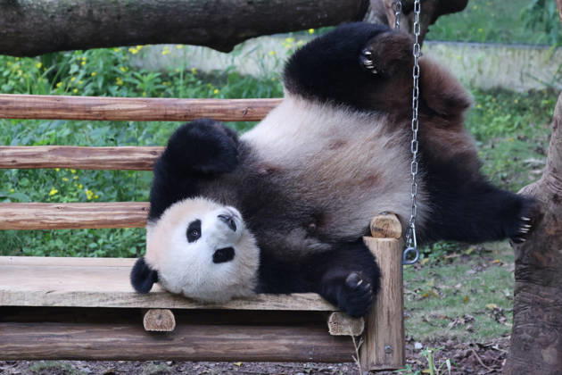 Giant Panda CHONGQING, CHINA - MAY 1, 2026 - Giant pandas Liangyue swing on the swing in Chongqing Zoo, China on May 1, 2026. Chongqing Chongqing China  Copyright: xCFOTOx i1777647922430