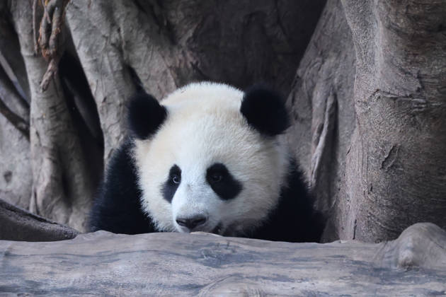 Giant Panda CHONGQING, CHINA - MAY 1, 2026 - Giant panda Xiaoyueliang playing on a wooden frame in Chongqing Zoo, China on May 1, 2026. Chongqing Chongqing China  Copyright: xCFOTOx i1777647922614