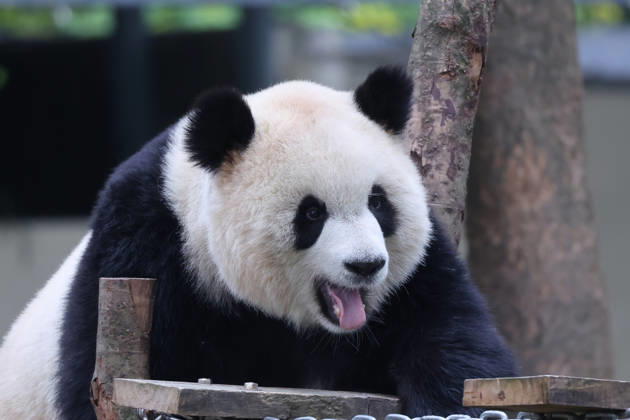 Giant Panda CHONGQING, CHINA - MAY 1, 2026 - Giant panda Yu Ai playing on a wooden frame in Chongqing Zoo, China on May 1, 2026. Chongqing Chongqing China  Copyright: xCFOTOx i1777647922799