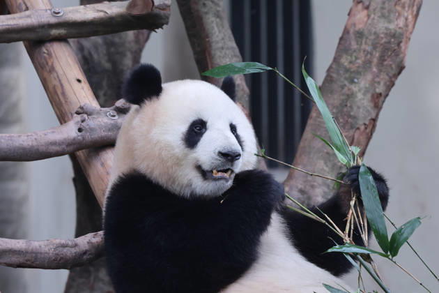 Giant Panda CHONGQING, CHINA - MAY 1, 2026 - Giant panda Yu Ai playing on a wooden frame in Chongqing Zoo, China on May 1, 2026. Chongqing Chongqing China  Copyright: xCFOTOx i1777647922977