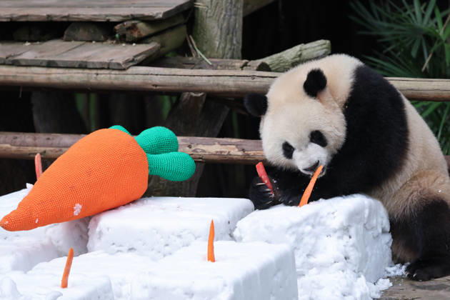 Giant Panda CHONGQING, CHINA - MAY 1, 2026 - Giant Panda Qisanmei Enjoys Snow Feast in Chongqing Zoo, China on May 1, 2026. Chongqing Chongqing China  Copyright: xCFOTOx i1777647923162