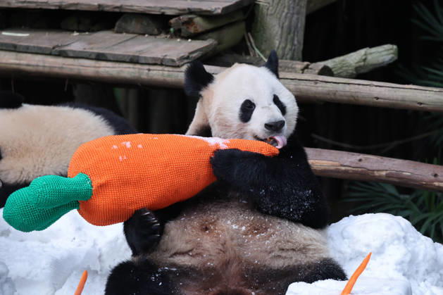 Giant Panda CHONGQING, CHINA - MAY 1, 2026 - Giant Panda Qisanmei and Haoqi Enjoy Snow Feast in Chongqing Zoo, China on May 1, 2026. Chongqing Chongqing China  Copyright: xCFOTOx i1777647923770