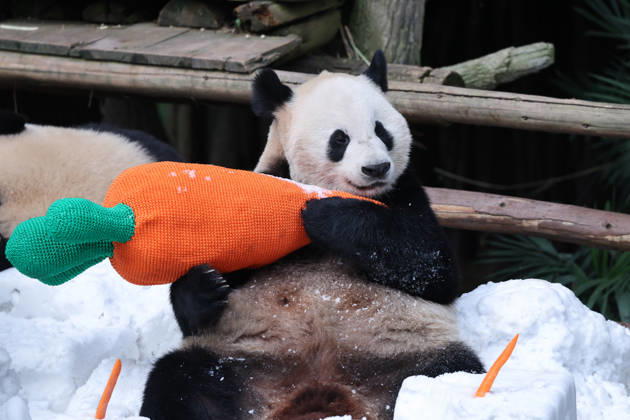 Giant Panda CHONGQING, CHINA - MAY 1, 2026 - Giant Panda Qisanmei and Haoqi Enjoy Snow Feast in Chongqing Zoo, China on May 1, 2026. Chongqing Chongqing China  Copyright: xCFOTOx i1777647923951