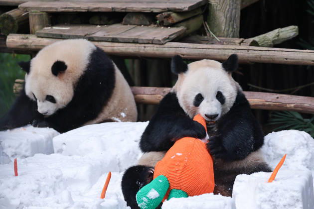 Giant Panda CHONGQING, CHINA - MAY 1, 2026 - Giant Panda Qisanmei and Haoqi Enjoy Snow Feast in Chongqing Zoo, China on May 1, 2026. Chongqing Chongqing China  Copyright: xCFOTOx i1777647924132