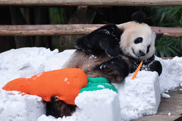 Giant Panda CHONGQING, CHINA - MAY 1, 2026 - Giant Panda Haoqi Enjoys Snow Feast in Chongqing Zoo, China on May 1, 2026. Chongqing Chongqing China  Copyright: xCFOTOx i1777647924305