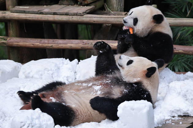 Giant Panda CHONGQING, CHINA - MAY 1, 2026 - Giant Panda Qisanmei and Haoqi Enjoy Snow Feast in Chongqing Zoo, China on May 1, 2026. Chongqing Chongqing China  Copyright: xCFOTOx i1777647924676