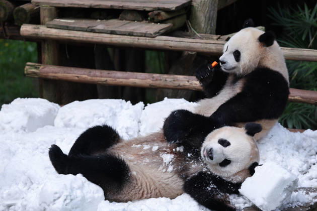 Giant Panda CHONGQING, CHINA - MAY 1, 2026 - Giant Panda Qisanmei and Haoqi Enjoy Snow Feast in Chongqing Zoo, China on May 1, 2026. Chongqing Chongqing China  Copyright: xCFOTOx i1777647924853