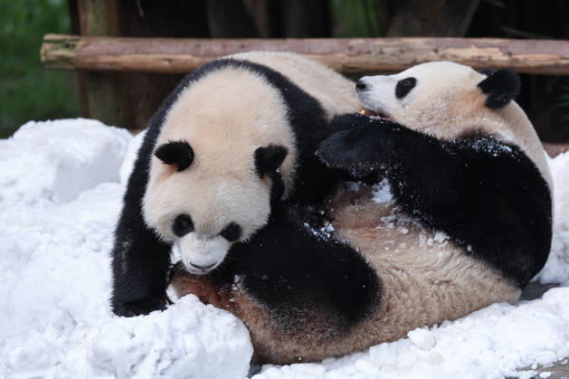 Giant Panda CHONGQING, CHINA - MAY 1, 2026 - Giant Panda Qisanmei and Haoqi Enjoy Snow Feast in Chongqing Zoo, China on May 1, 2026. Chongqing Chongqing China  Copyright: xCFOTOx i1777647925032