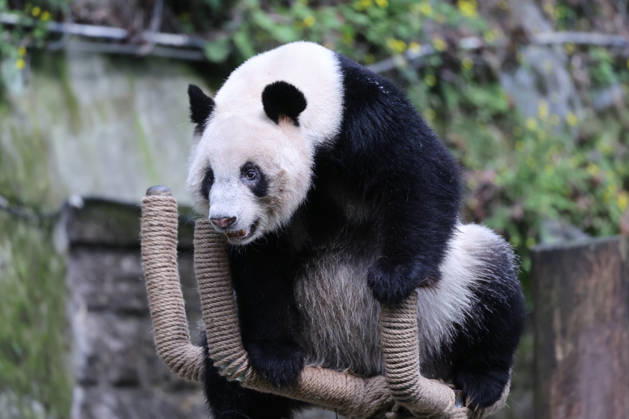 Giant Panda CHONGQING, CHINA - MAY 1, 2026 - Giant panda Ding Ding playing on a five finger stand in Chongqing Zoo, China on May 1, 2026. Chongqing Chongqing China  Copyright: xCFOTOx i1777647925199